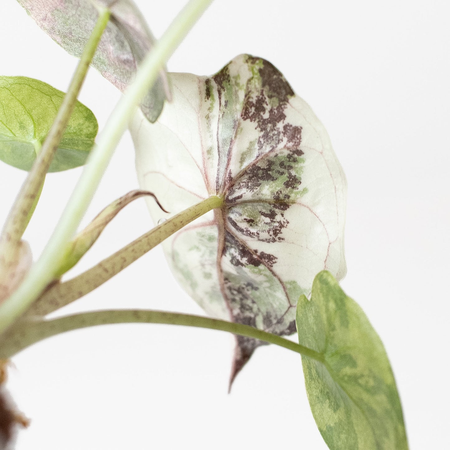 Alocasia Wentii Albo/Pink Variegated (2812)