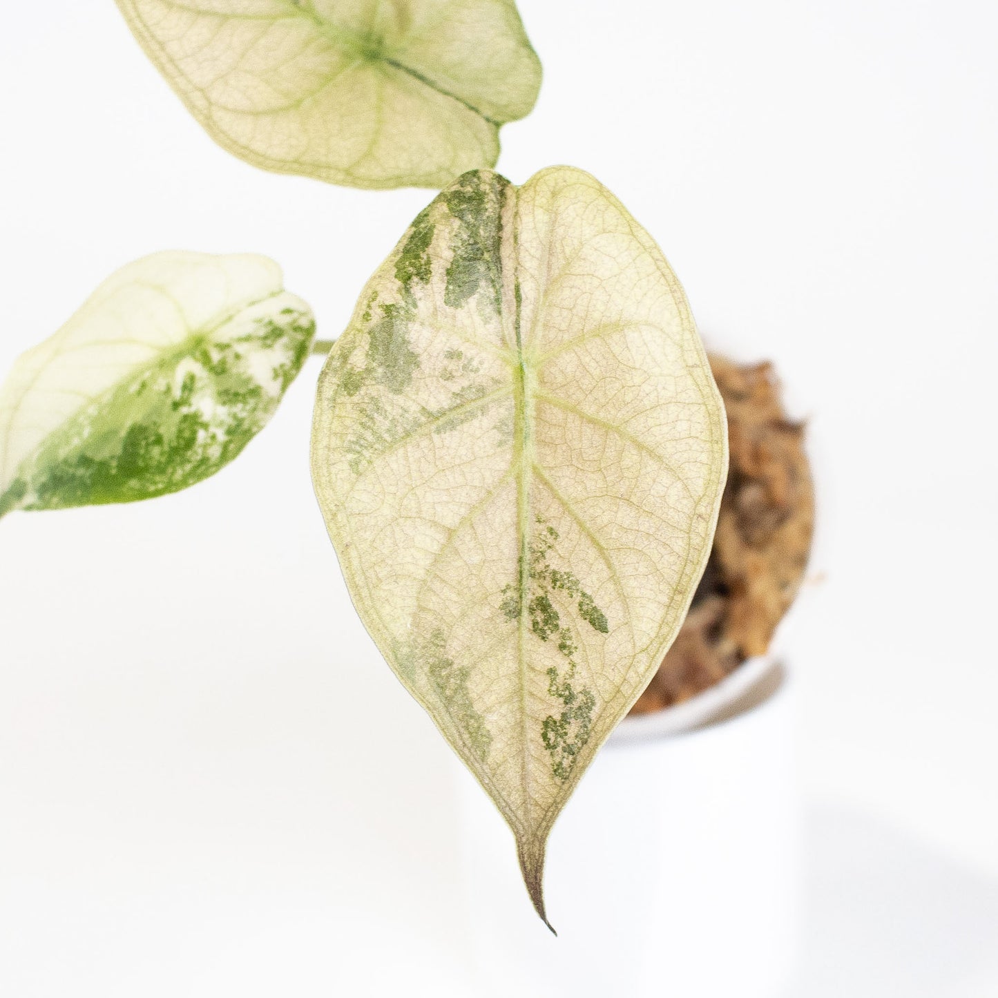 Alocasia Wentii Albo/Pink Variegated (2817)