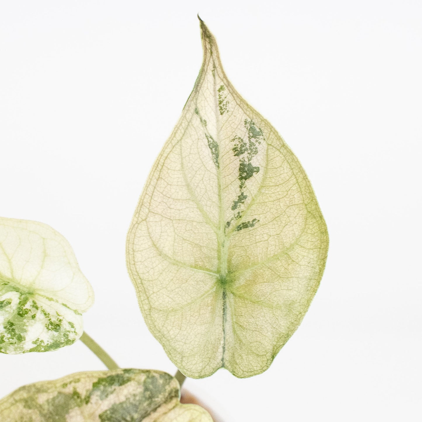 Alocasia Wentii Albo/Pink Variegated (2817)