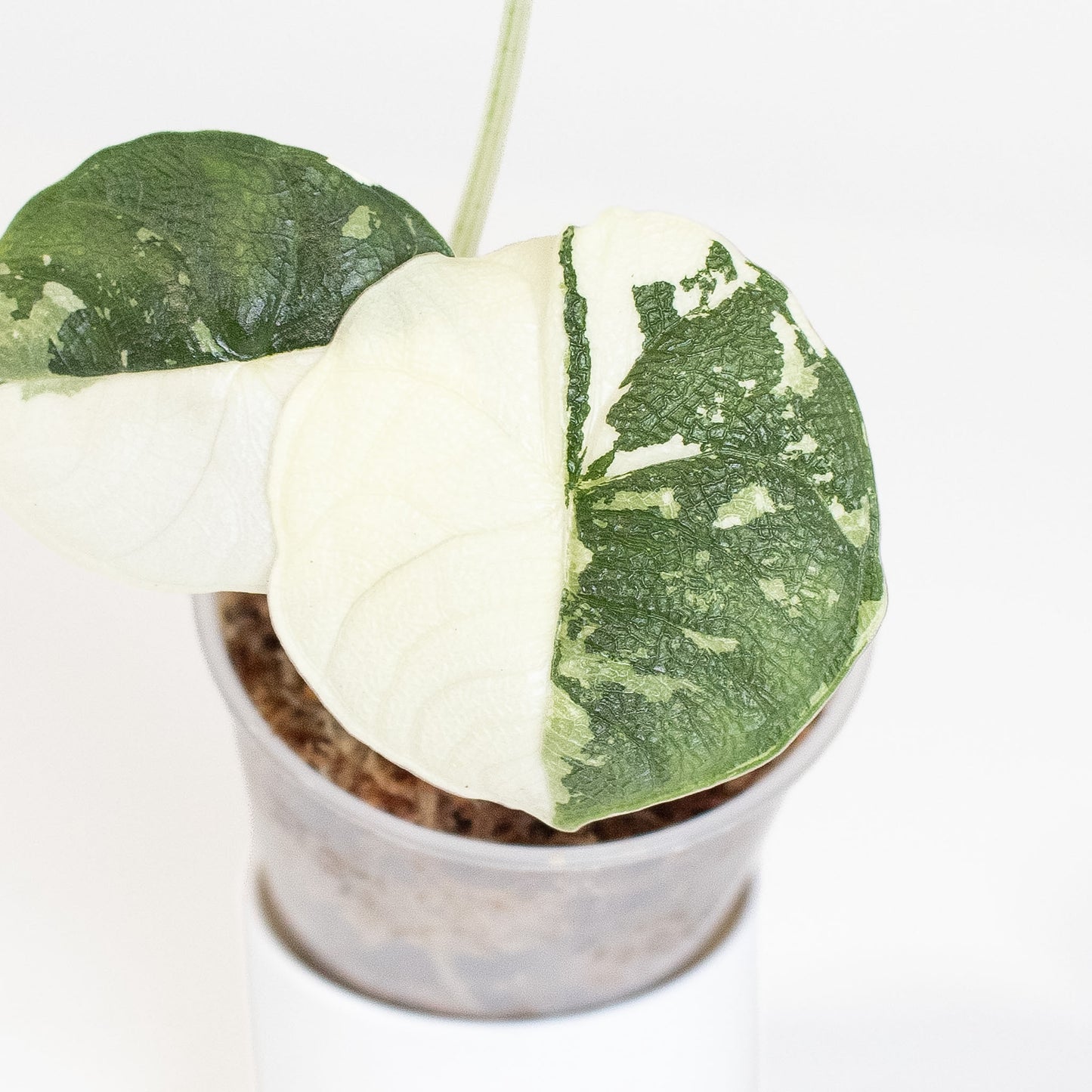 Alocasia 'Melo' Albo Variegated (2814)
