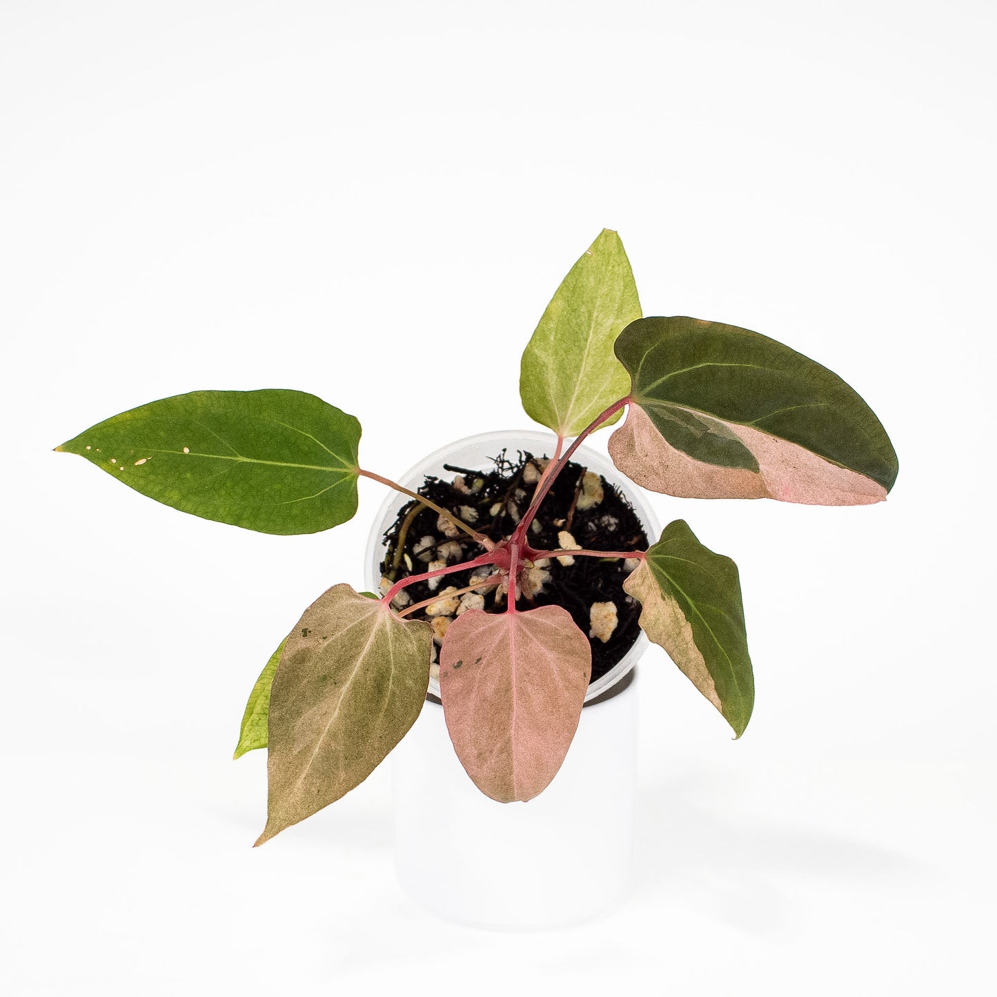 Anthurium Portillae 'Dorito' Pure Variegated (2815)