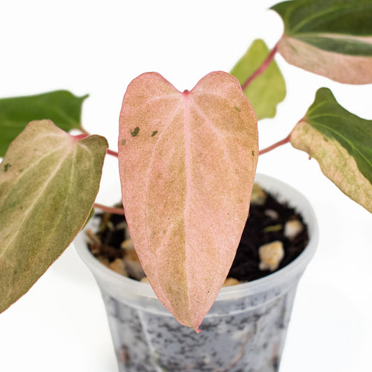 Anthurium Portillae 'Dorito' Pure Variegated (2815)