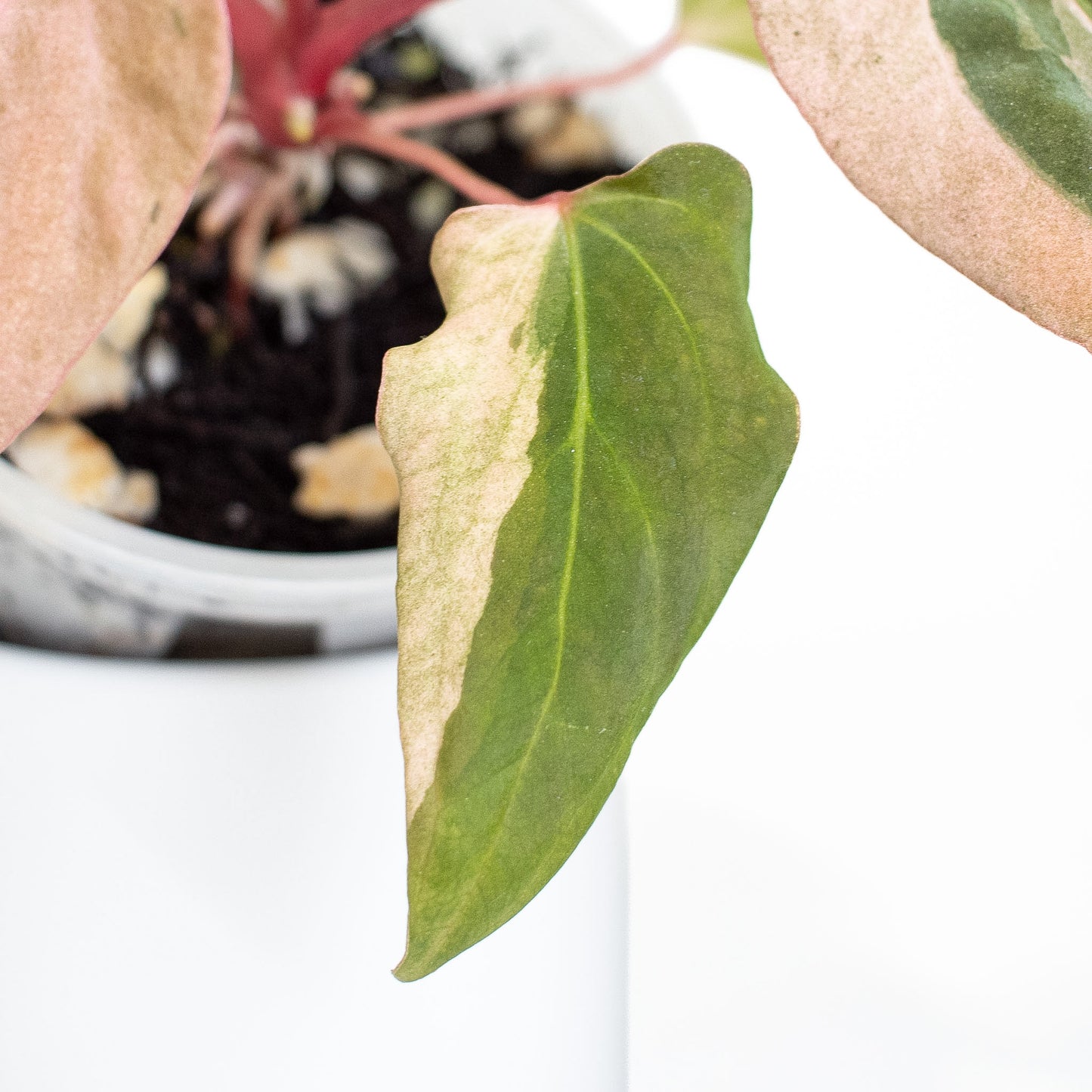 Anthurium Portillae 'Dorito' Pure Variegated (2815)