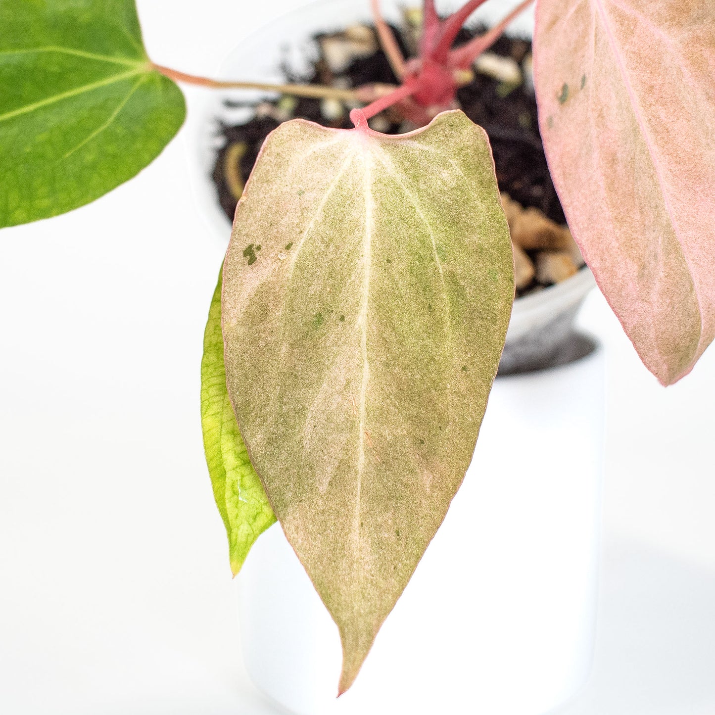 Anthurium Portillae 'Dorito' Pure Variegated (2815)