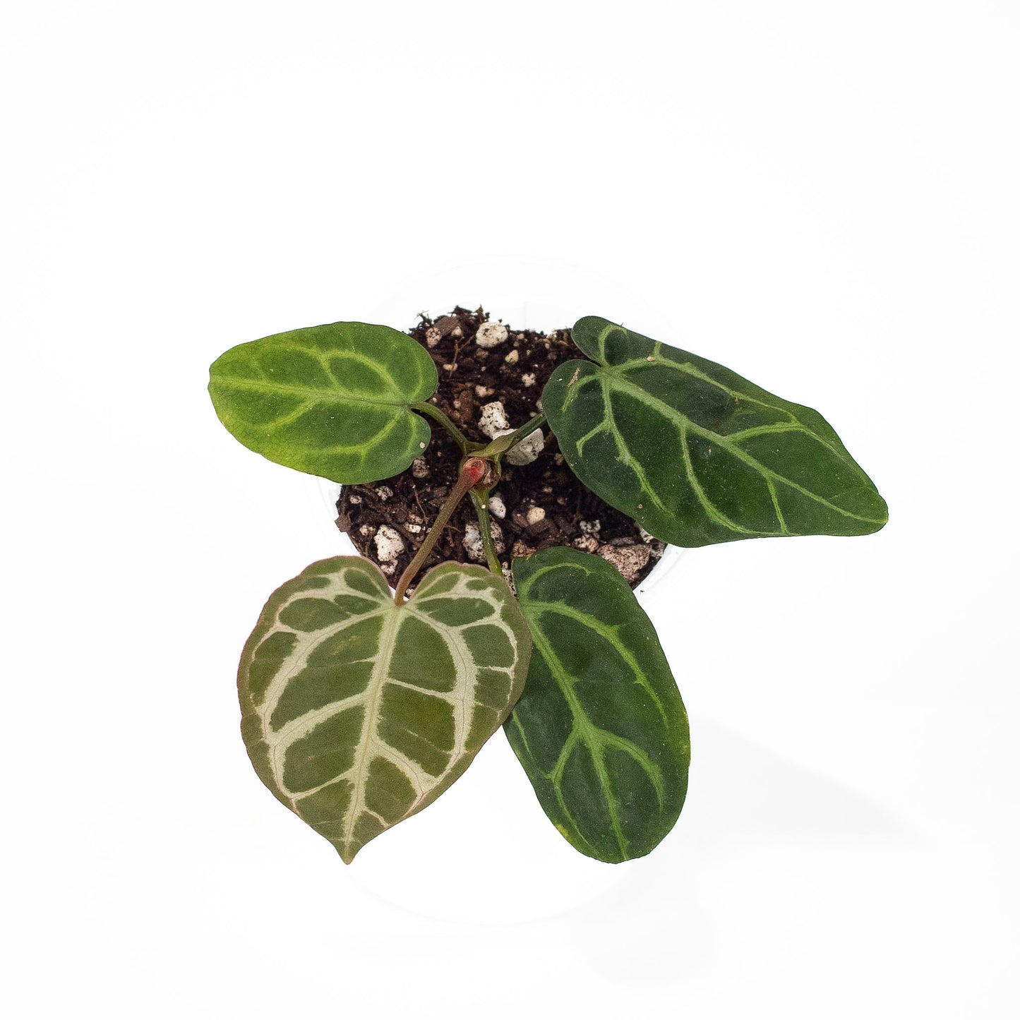 Anthurium 'Carlablackiae' OG x RA (2816)