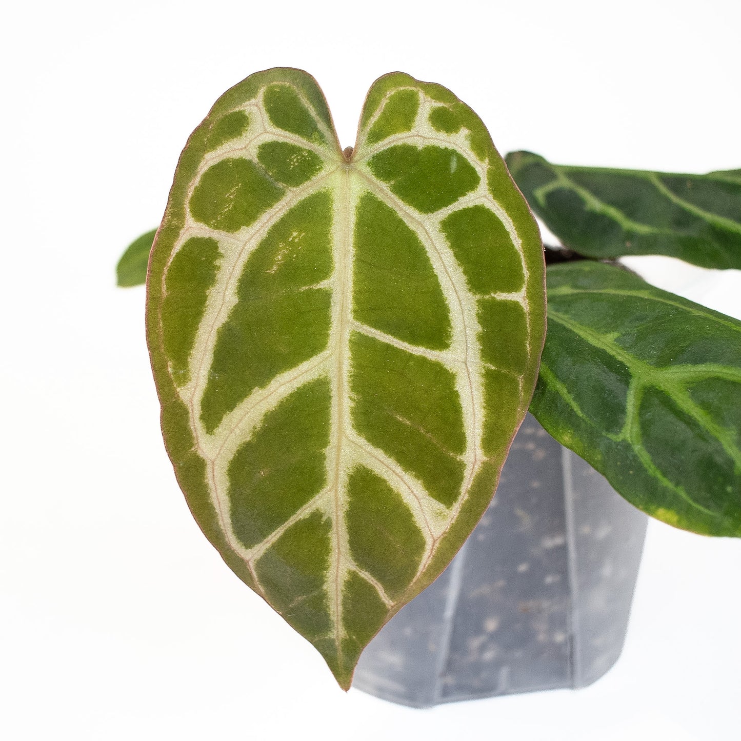 Anthurium 'Carlablackiae' OG x RA (2816)