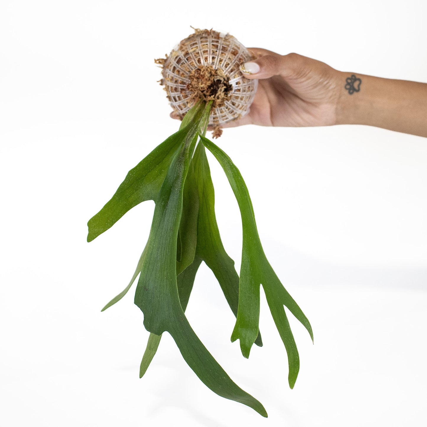 Platycerium 'Bifurcatum' Staghorn Fern (2825)