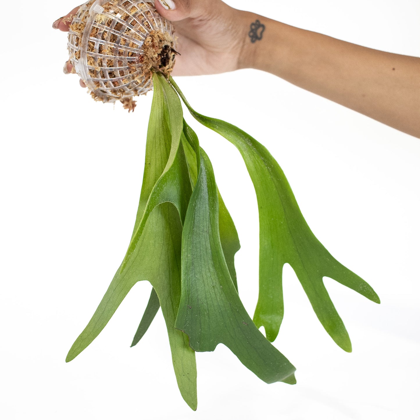 Platycerium 'Bifurcatum' Staghorn Fern (2825)