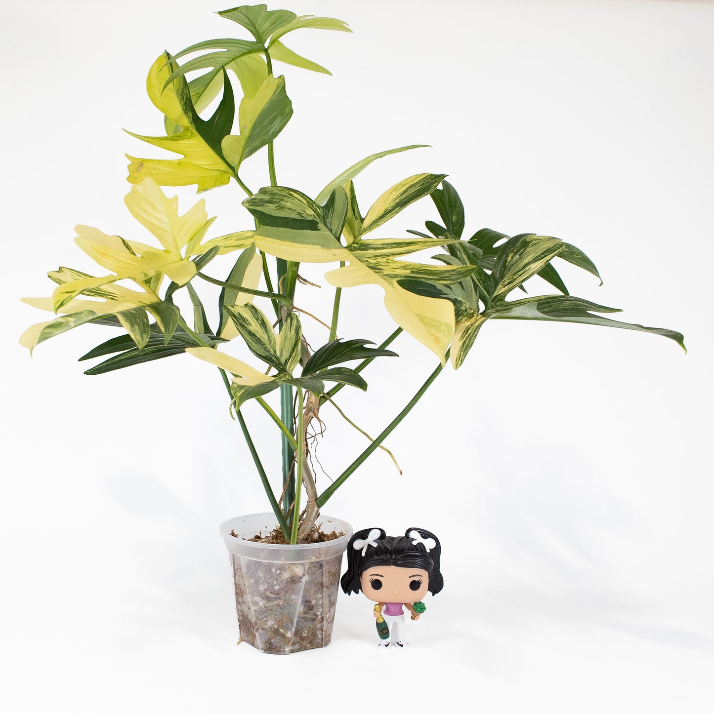 Philodendron Pedatum Variegated (2819)