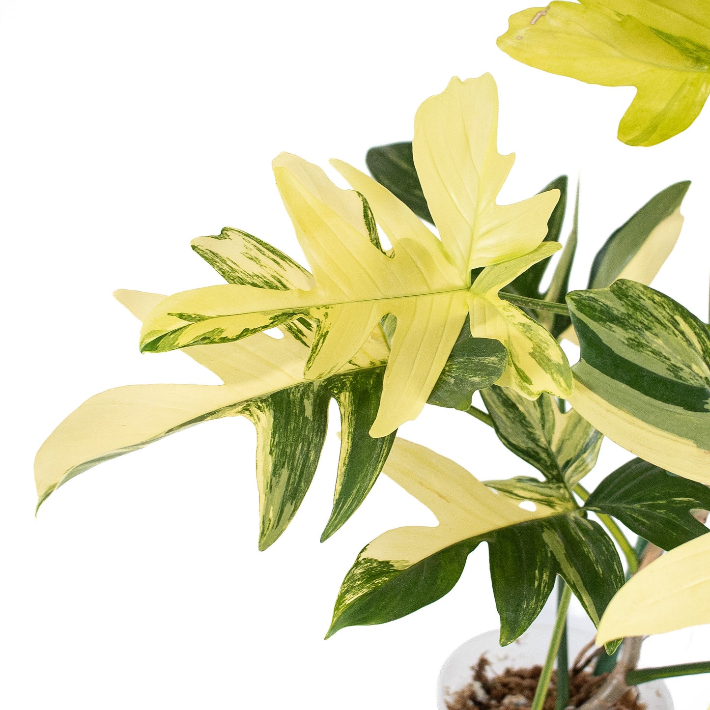 Philodendron Pedatum Variegated (2819)