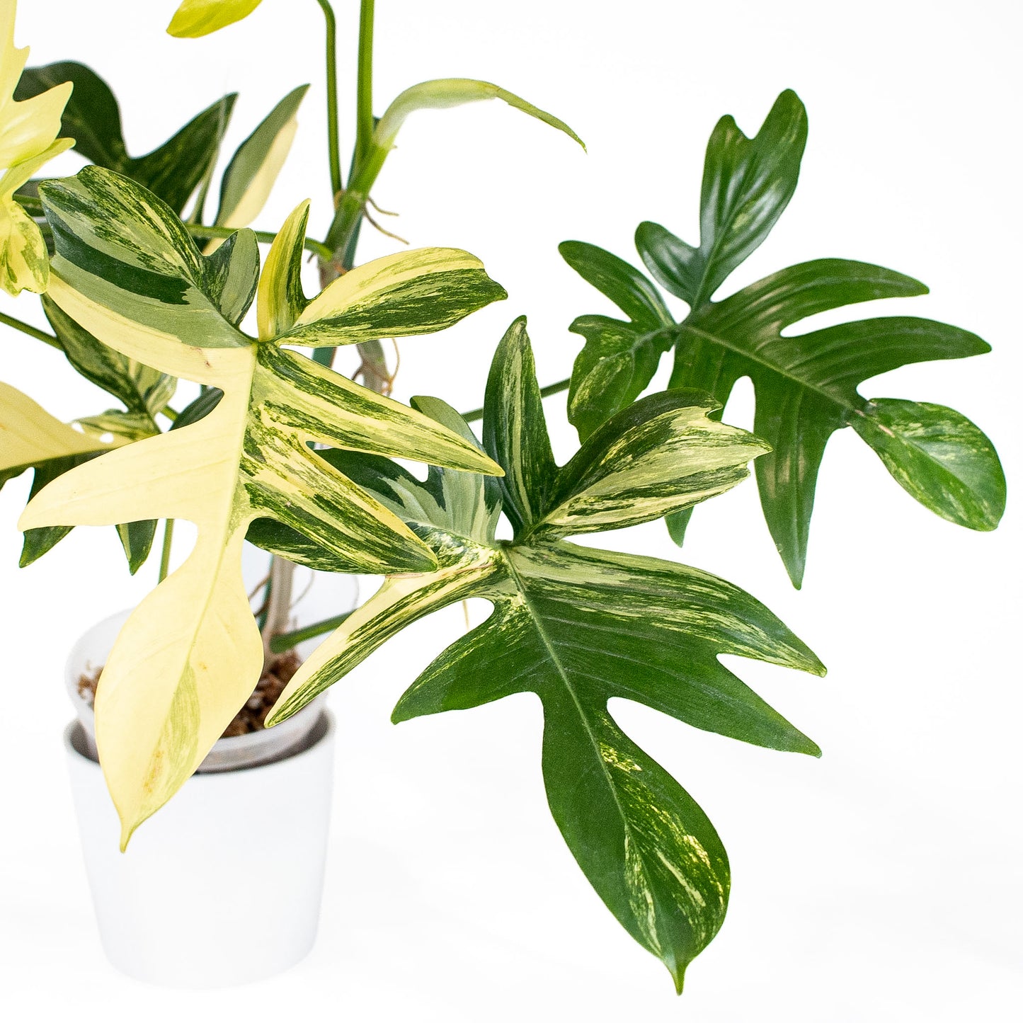 Philodendron Pedatum Variegated (2819)