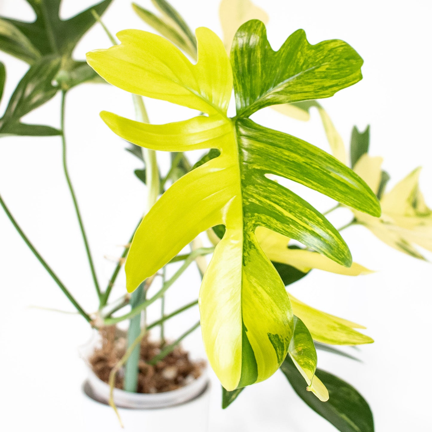 Philodendron Pedatum Variegated (2819)