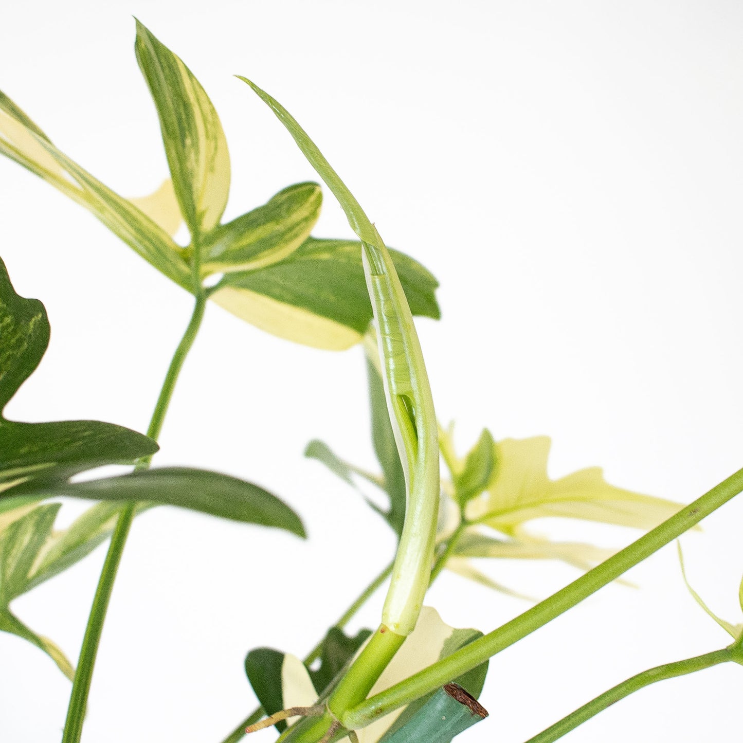 Philodendron Pedatum Variegated (2819)
