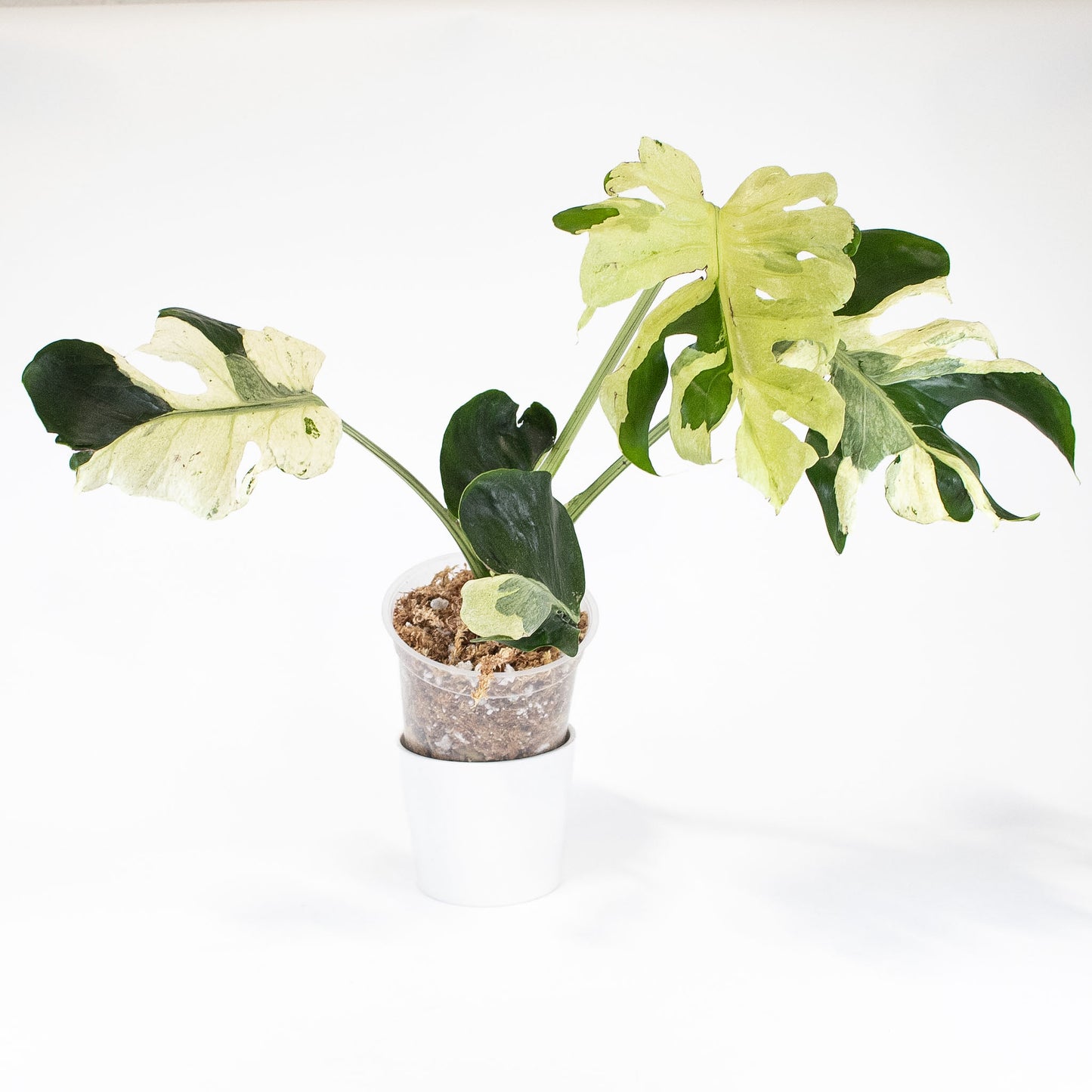 Monstera Deliciosa 'Masterpiece' (2820)