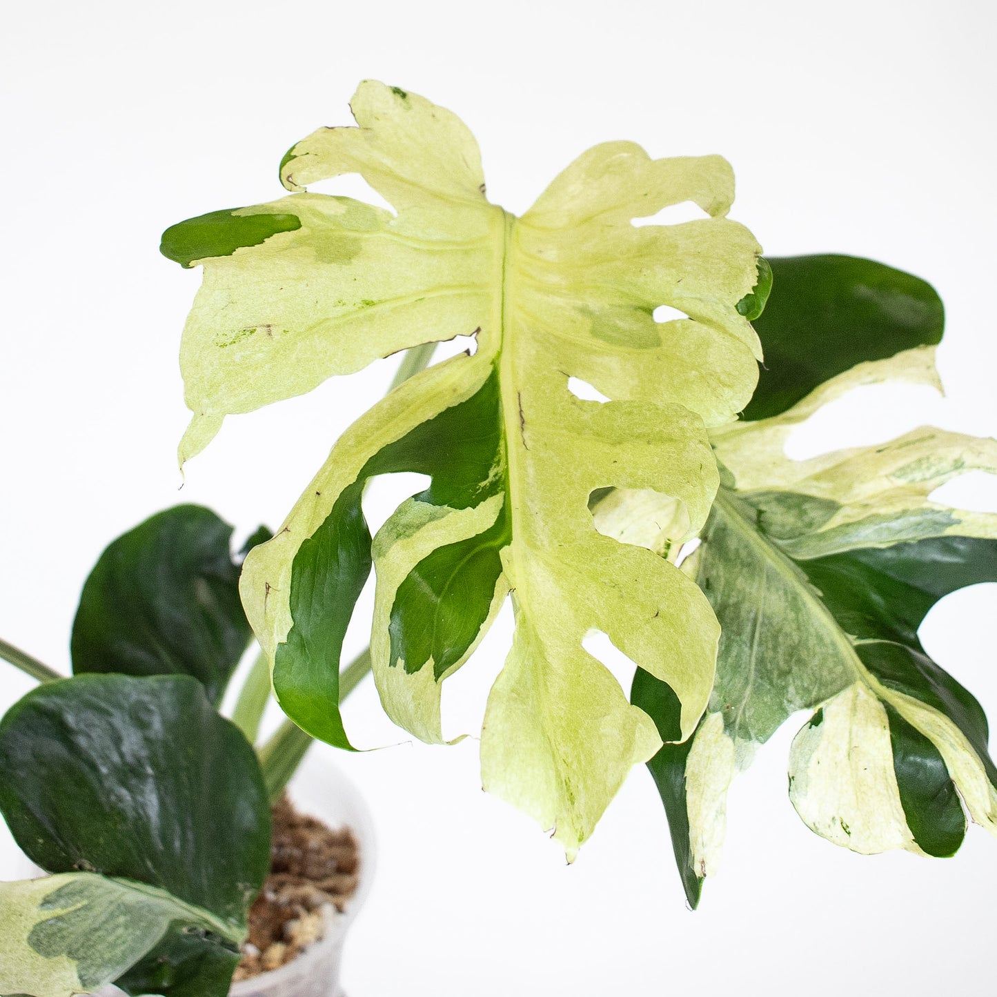 Monstera Deliciosa 'Masterpiece' (2820)