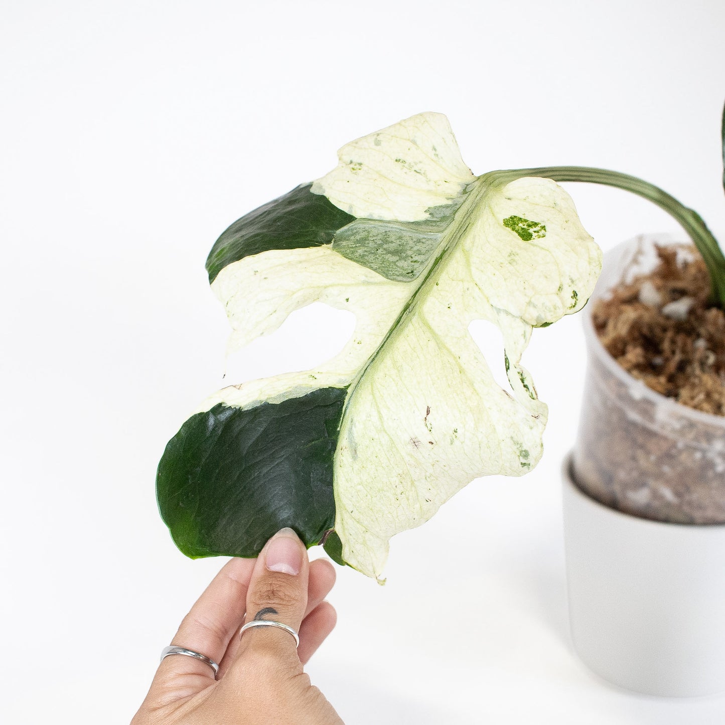 Monstera Deliciosa 'Masterpiece' (2820)