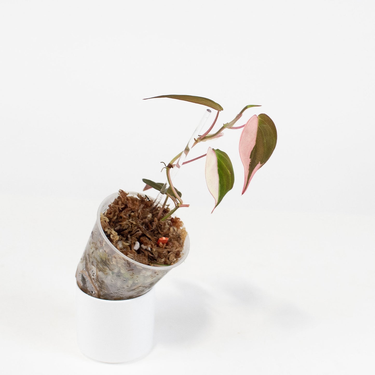 Philodendron Micans True Albo/Pink (2823)