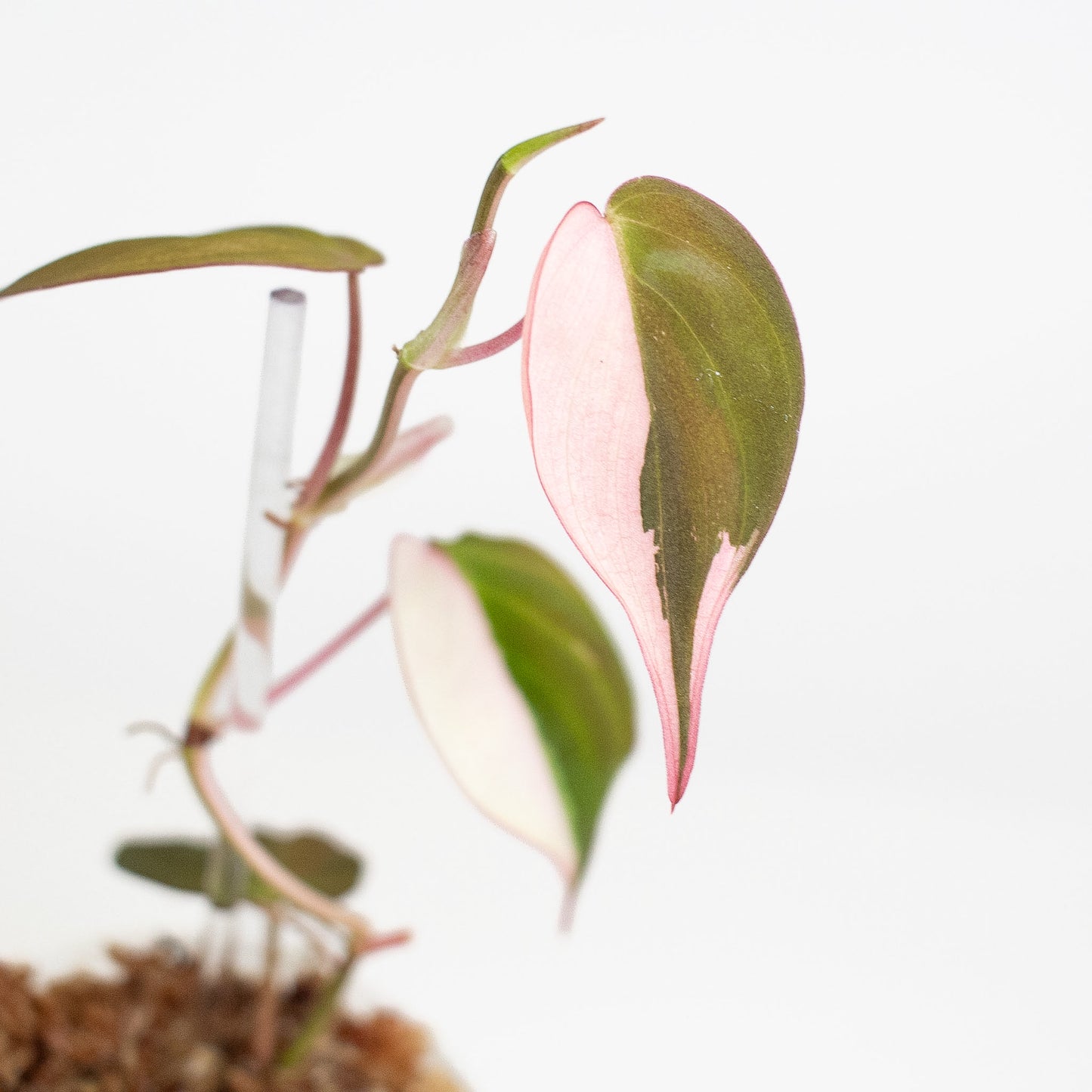 Philodendron Micans True Albo/Pink (2823)