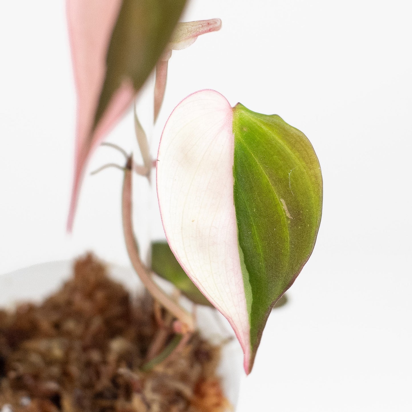 Philodendron Micans True Albo/Pink (2823)