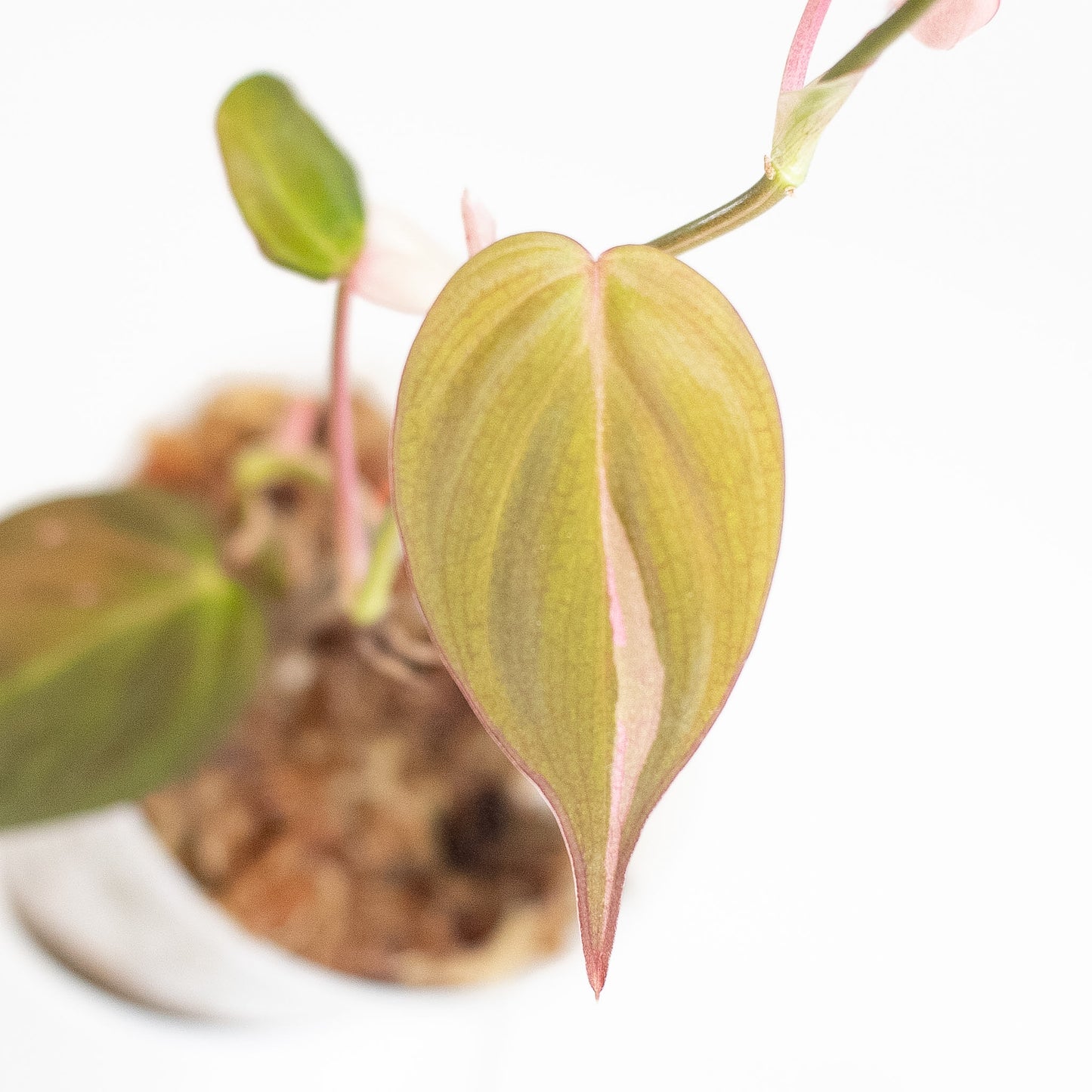Philodendron Micans True Albo/Pink (2823)