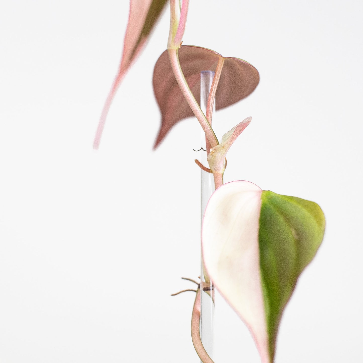 Philodendron Micans True Albo/Pink (2823)