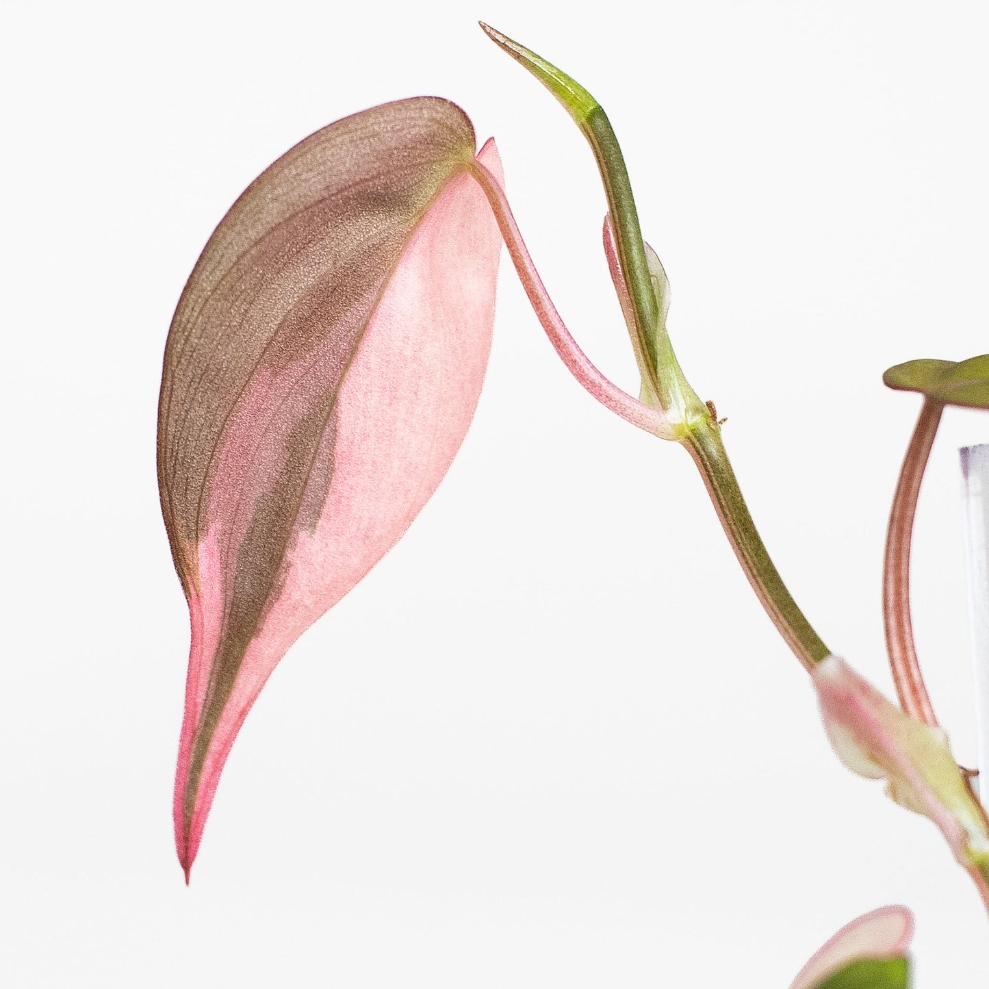 Philodendron Micans True Albo/Pink (2823)
