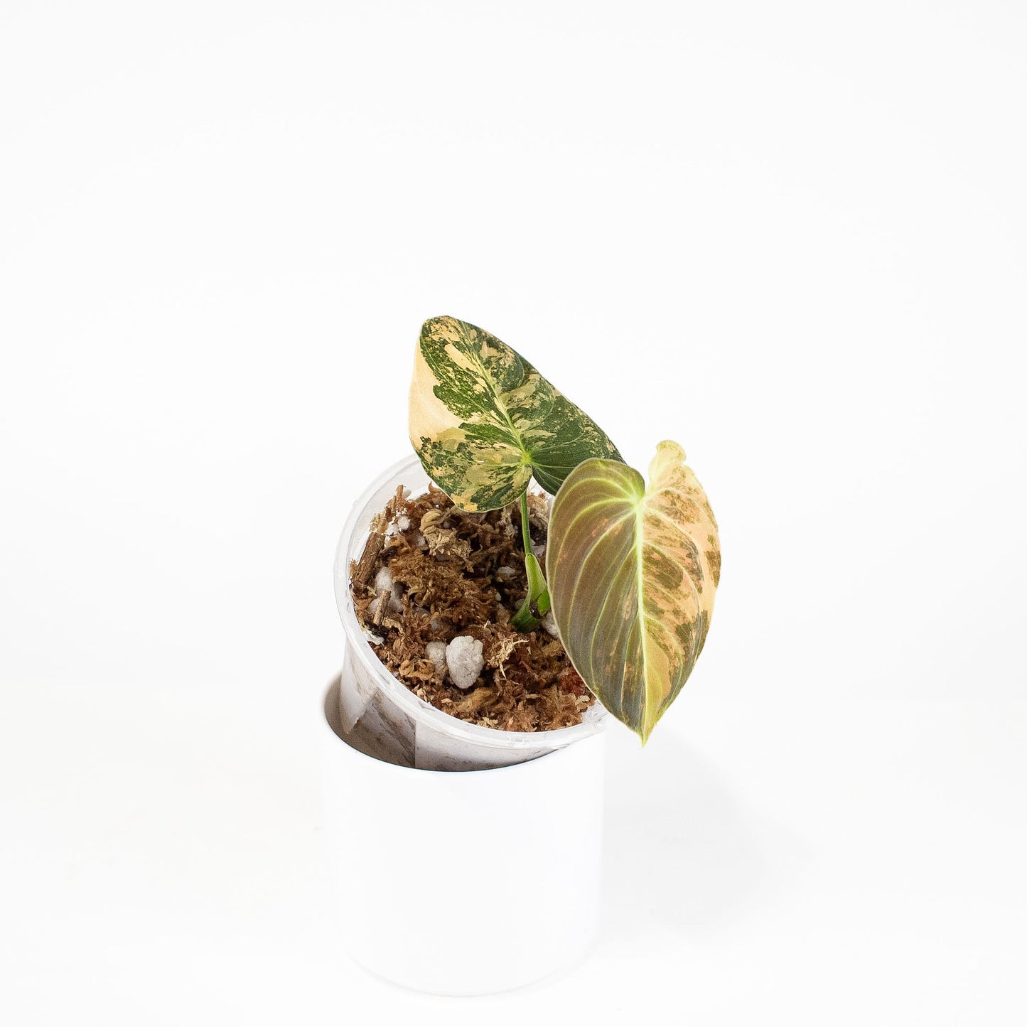 Philodendron Melanochrysum Orange Variegated (2821)