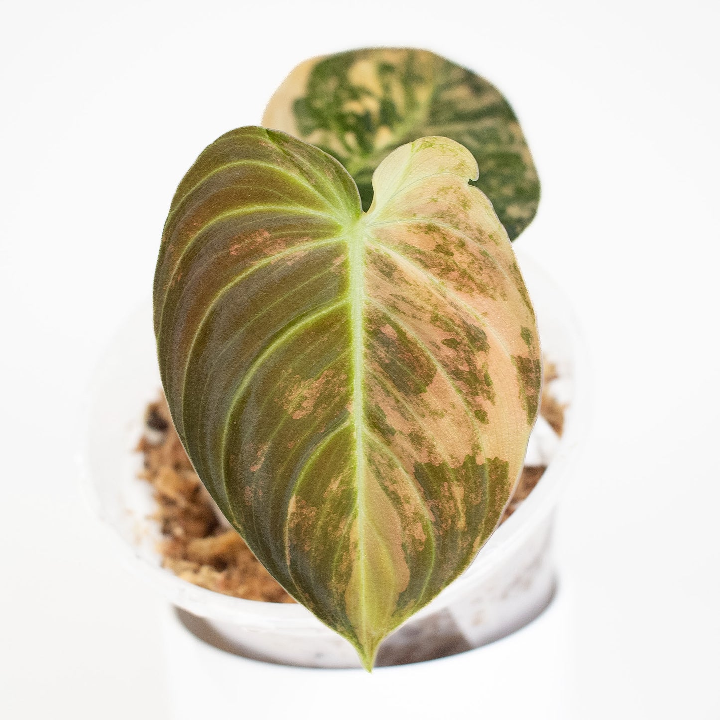 Philodendron Melanochrysum Orange Variegated (2821)