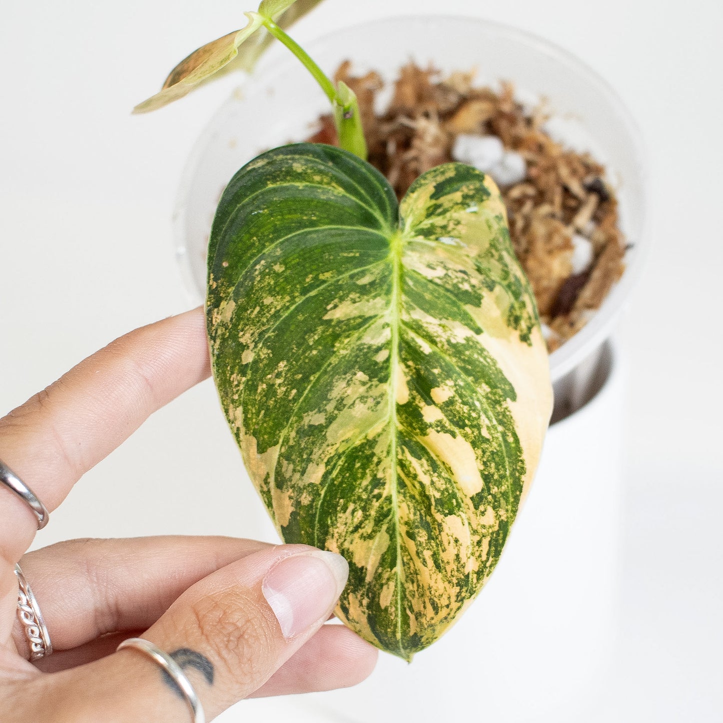 Philodendron Melanochrysum Orange Variegated (2821)