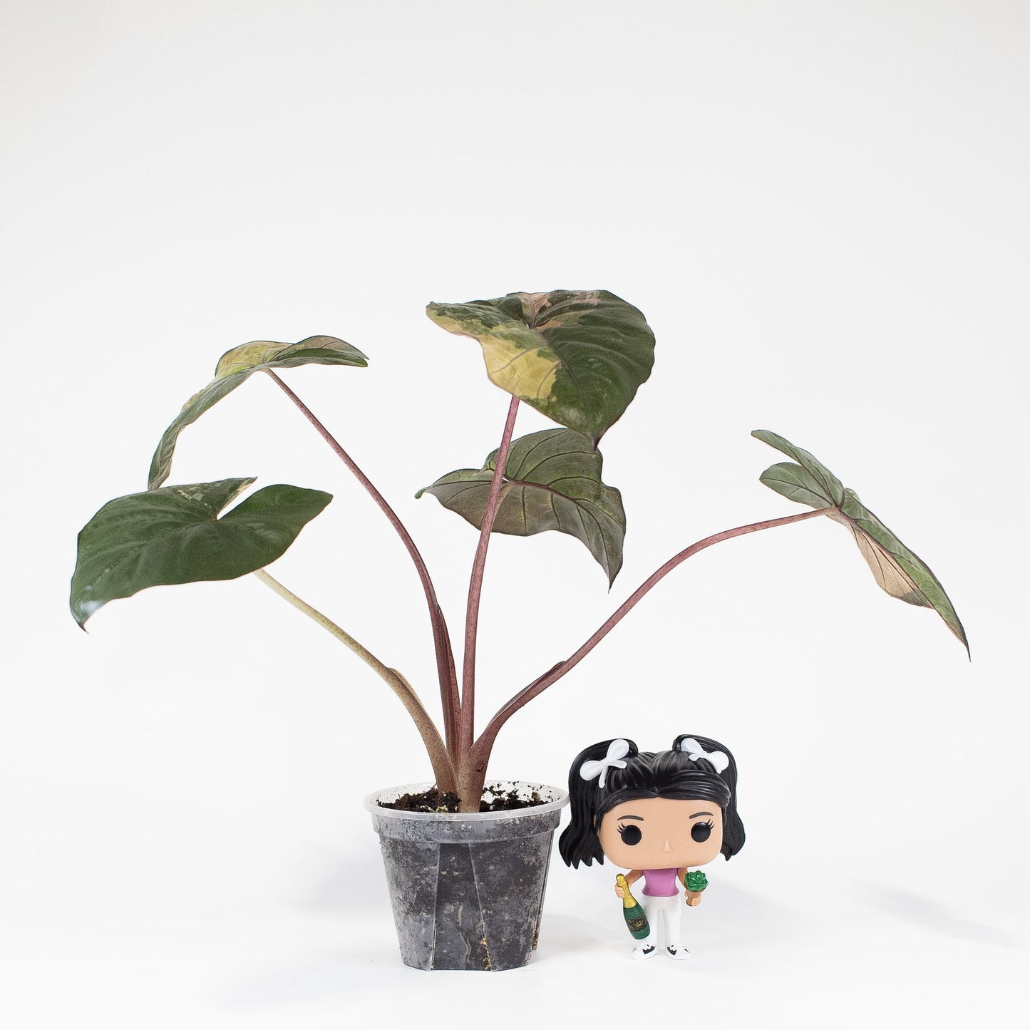 Alocasia Yucatan Princess (2818)
