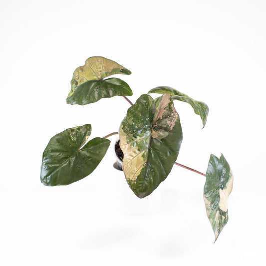 Alocasia Yucatan Princess Variegated (3213)