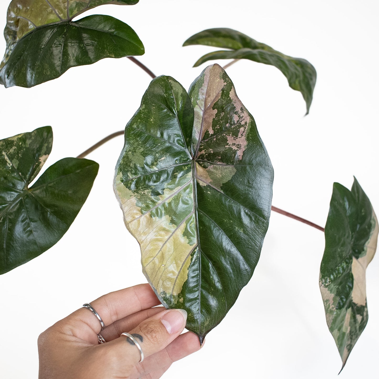 Alocasia Yucatan Princess (2818)