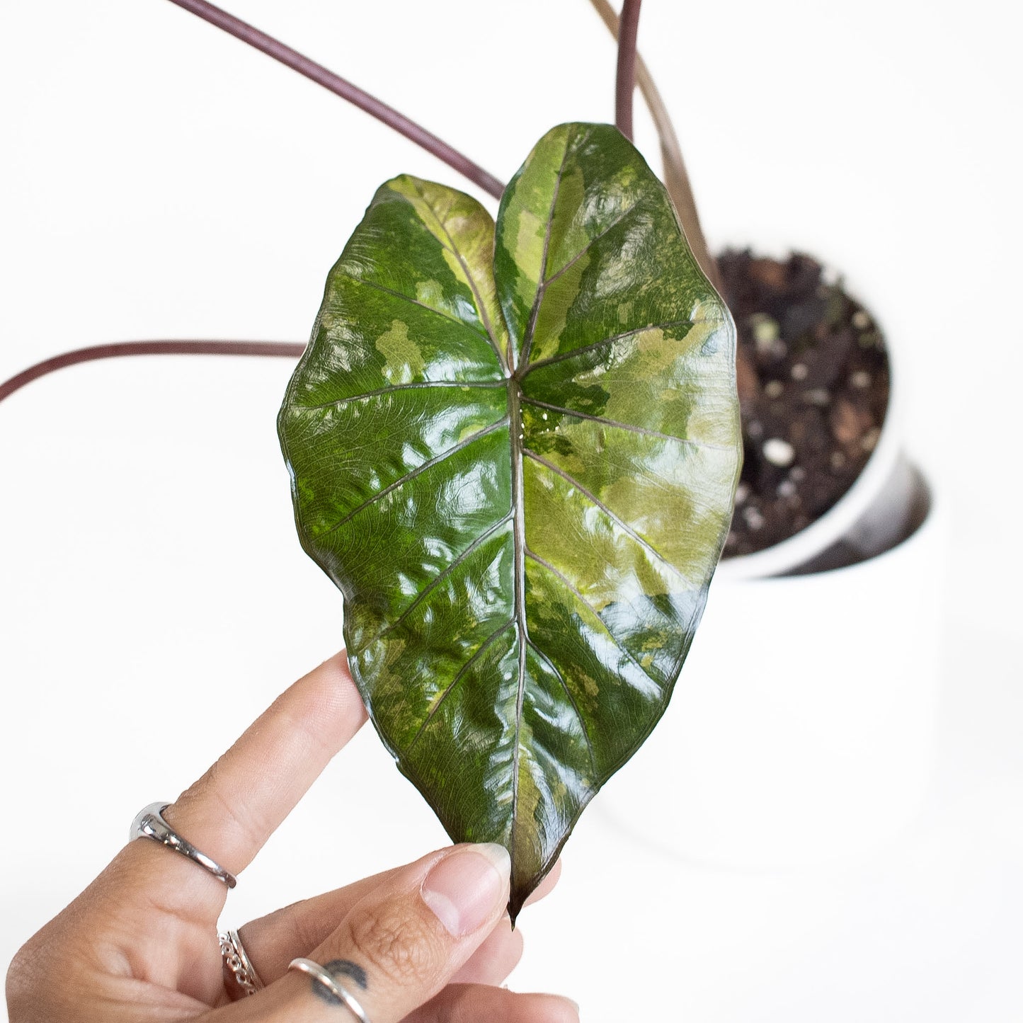 Alocasia Yucatan Princess (2818)