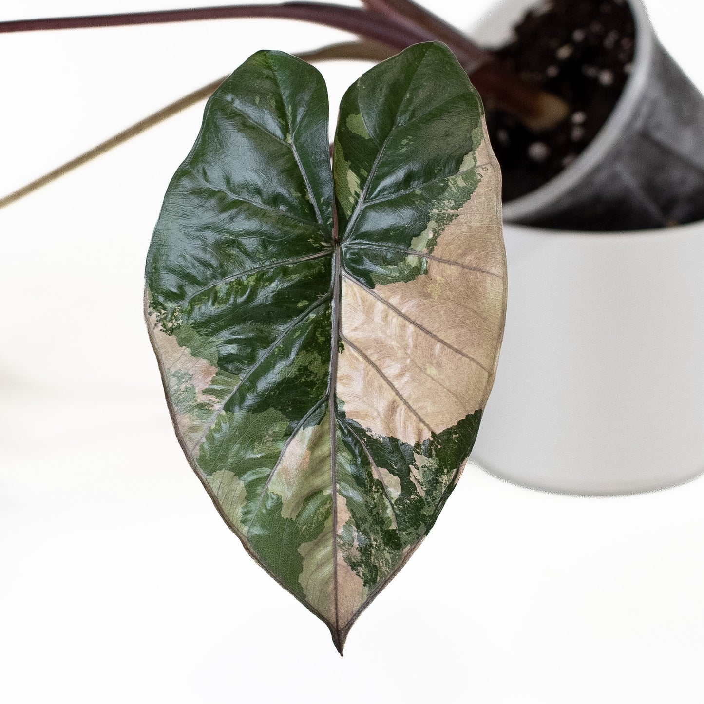 Alocasia Yucatan Princess (2818)