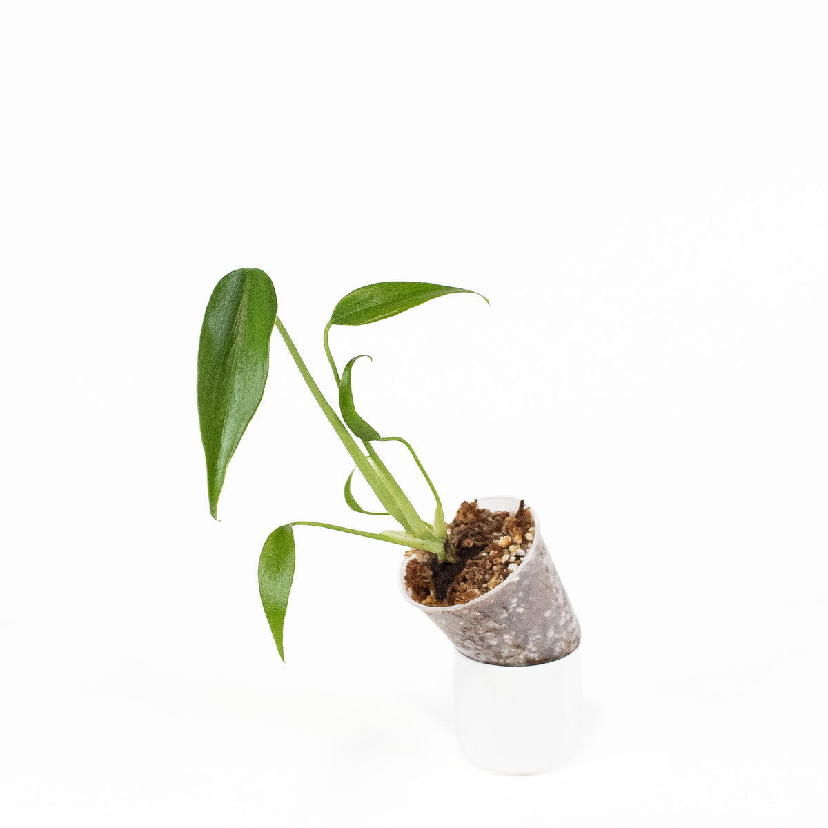 Monstera Deliciosa Burle Marx Flame *Growers Choice*