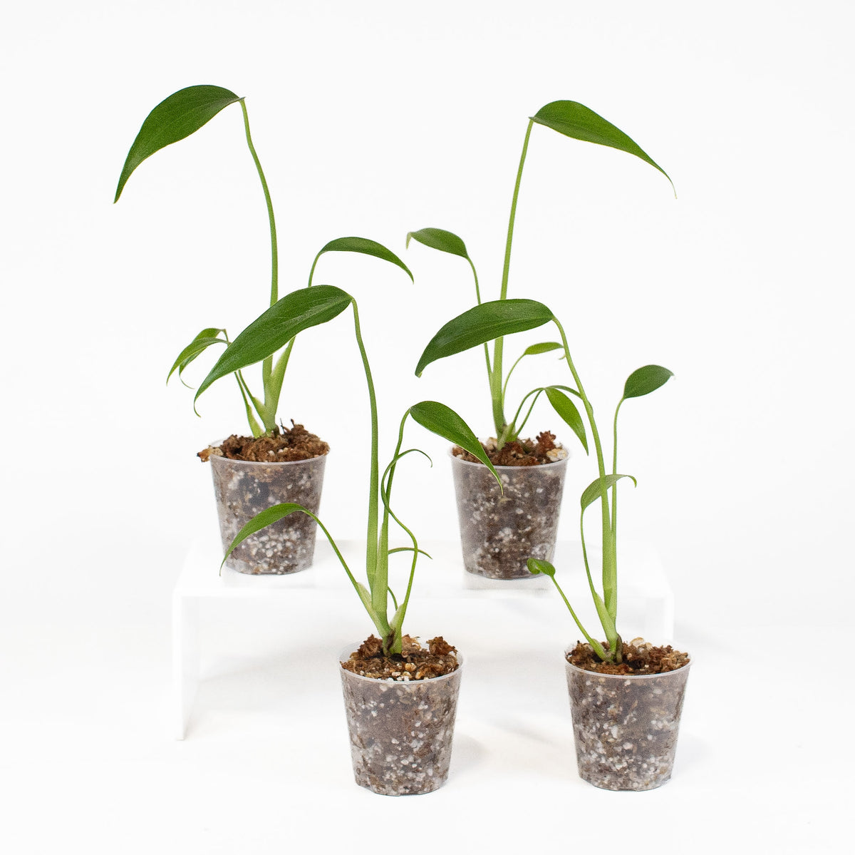 Monstera Deliciosa Burle Marx Flame *Growers Choice*