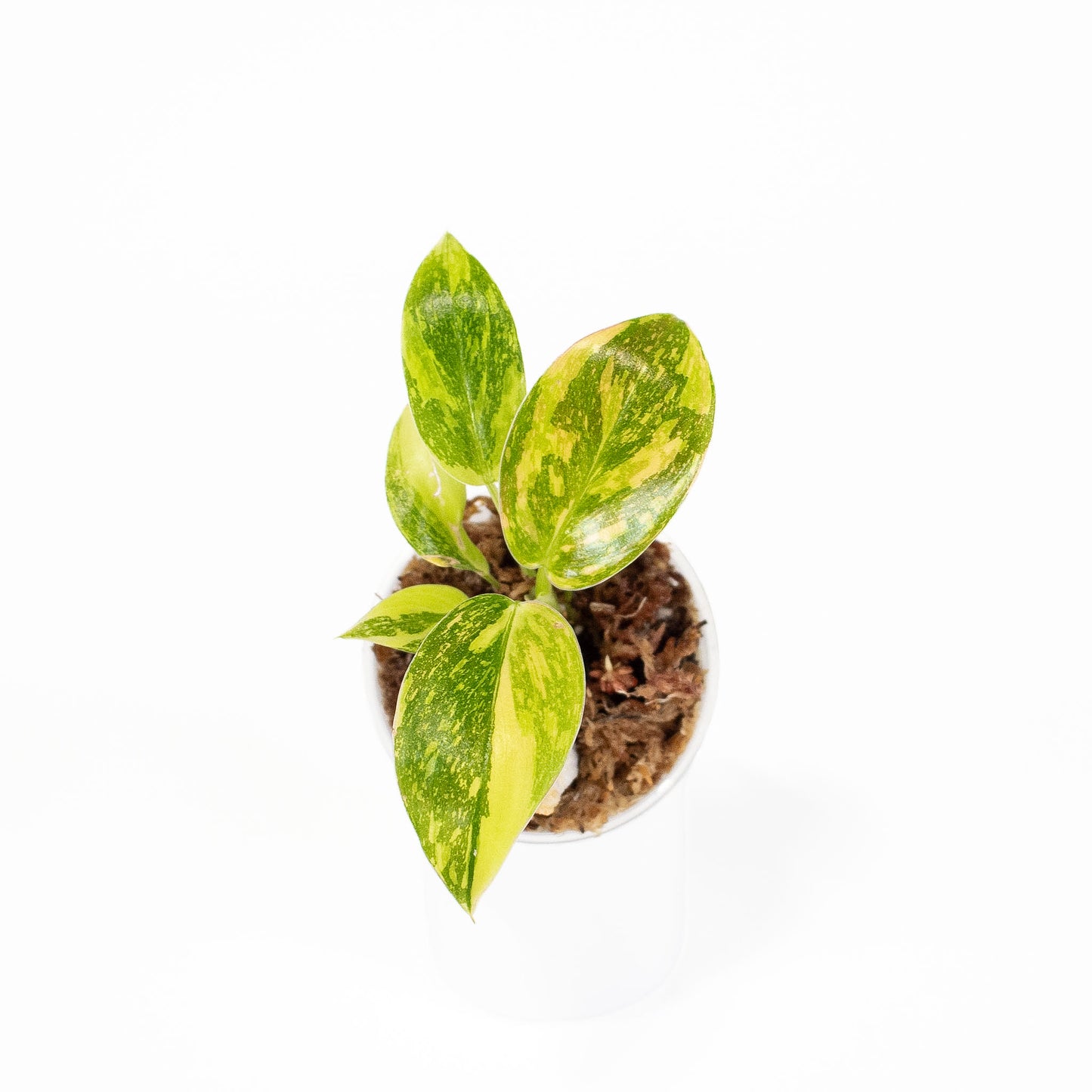 Philodendron Green Congo Nuclear *Growers Choice*