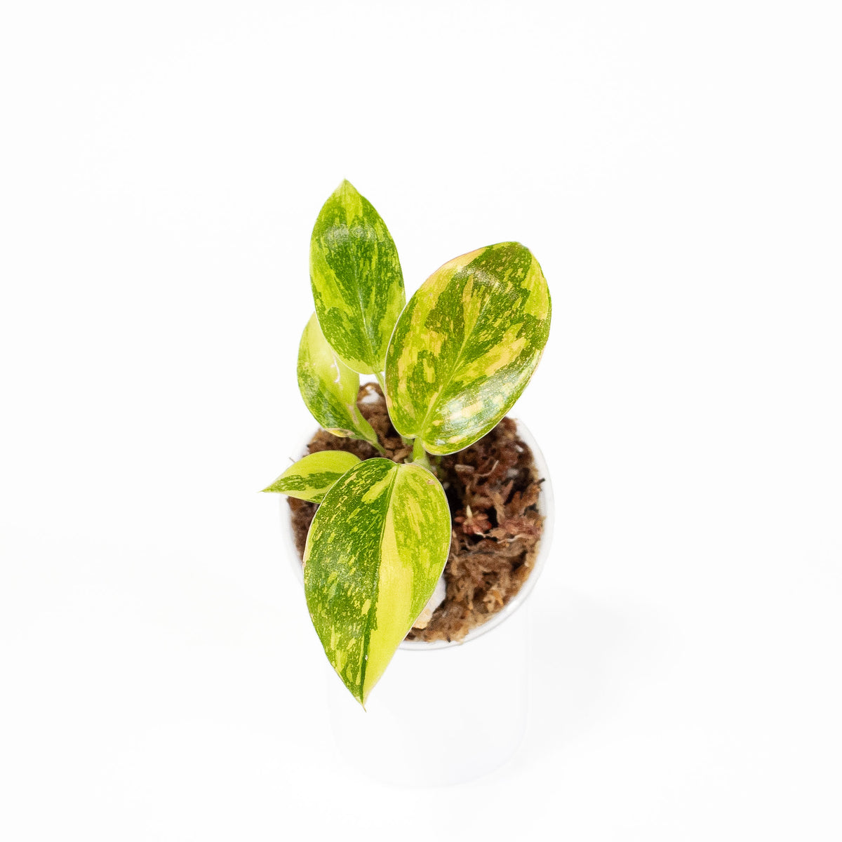 Philodendron Green Congo Nuclear *Growers Choice*