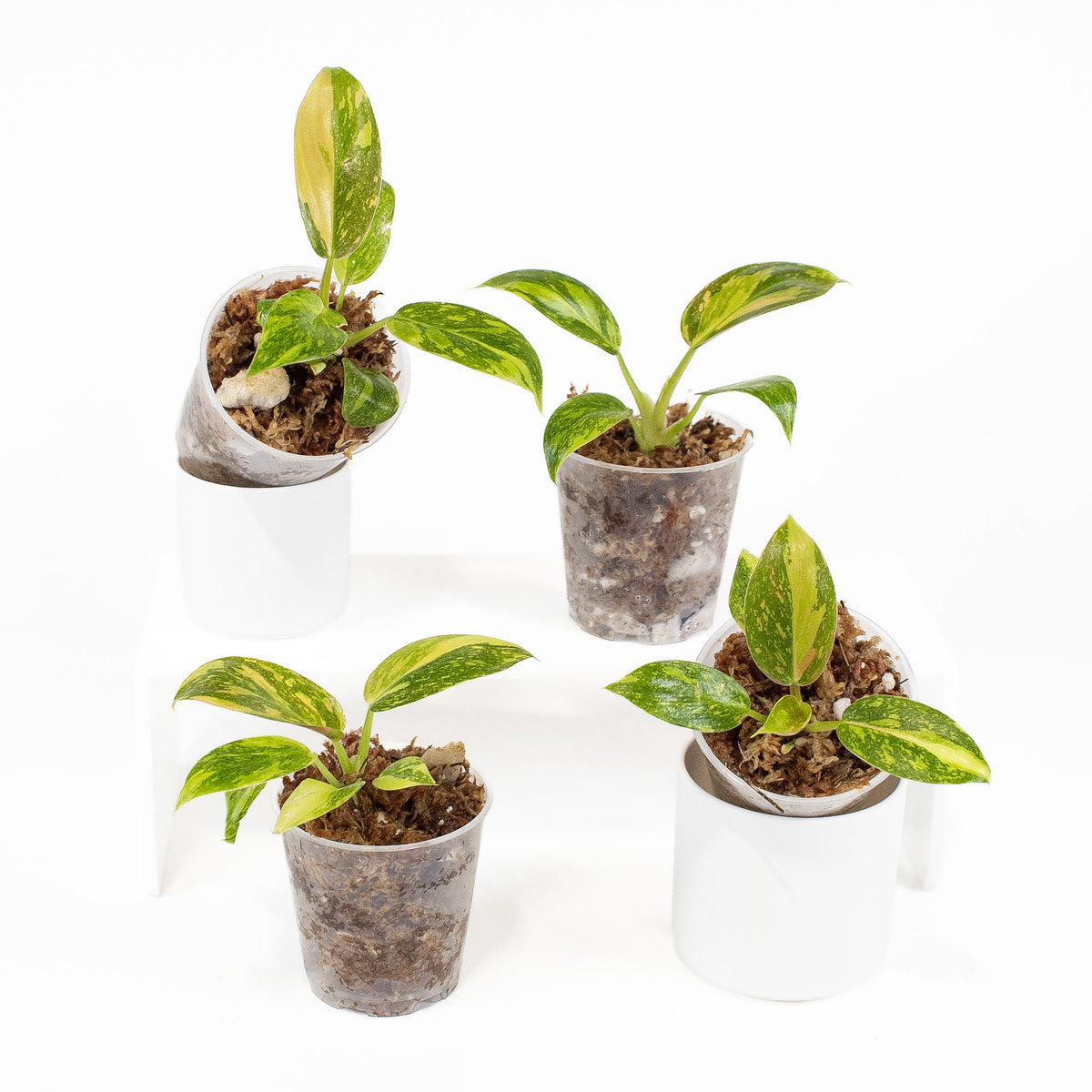 Philodendron Green Congo Nuclear *Growers Choice*