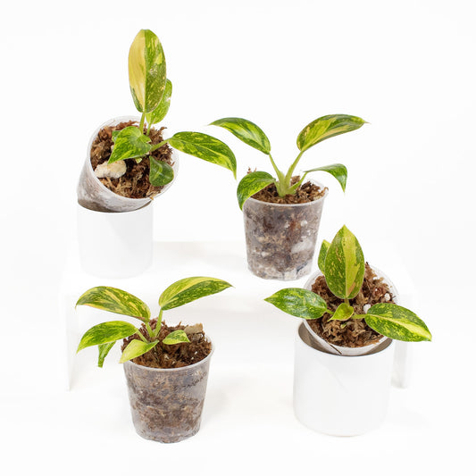 Philodendron Green Congo Nuclear *Growers Choice*