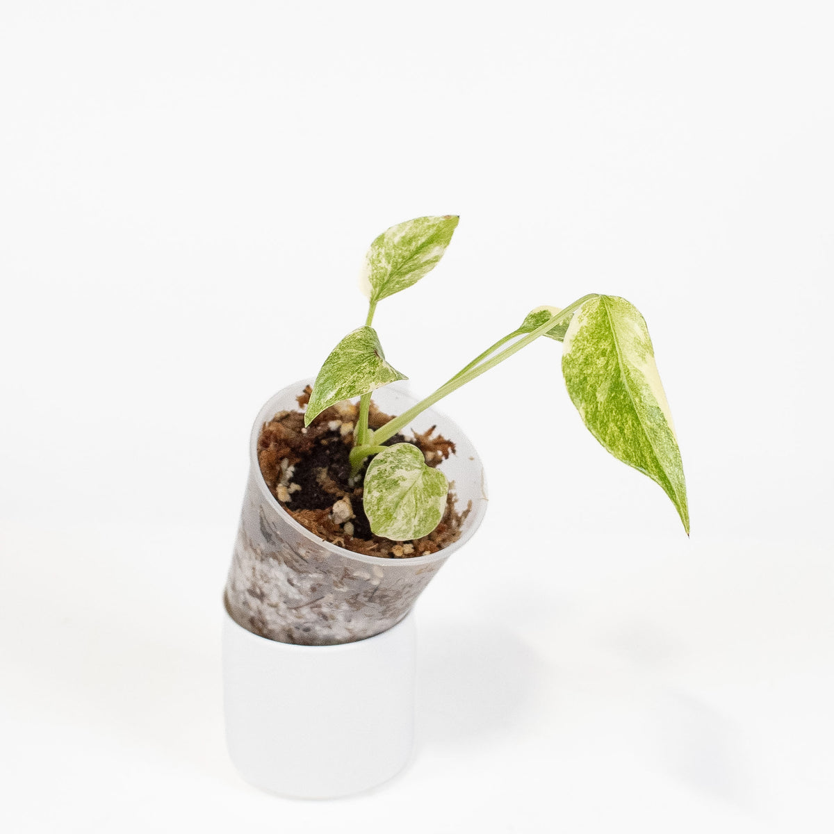 Monstera Deliciosa 'Green Snow' *Growers Choice*