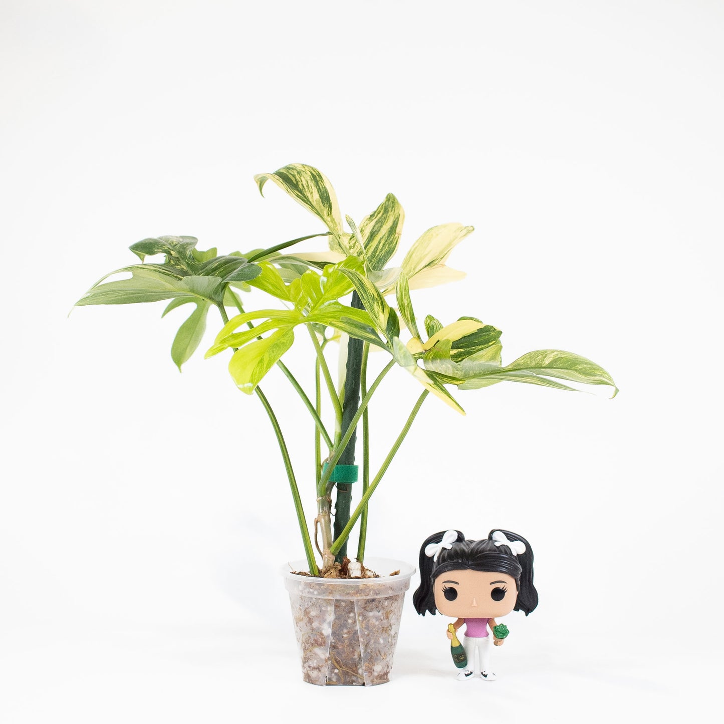 Philodendron Pedatum Variegated *Growers Choice*