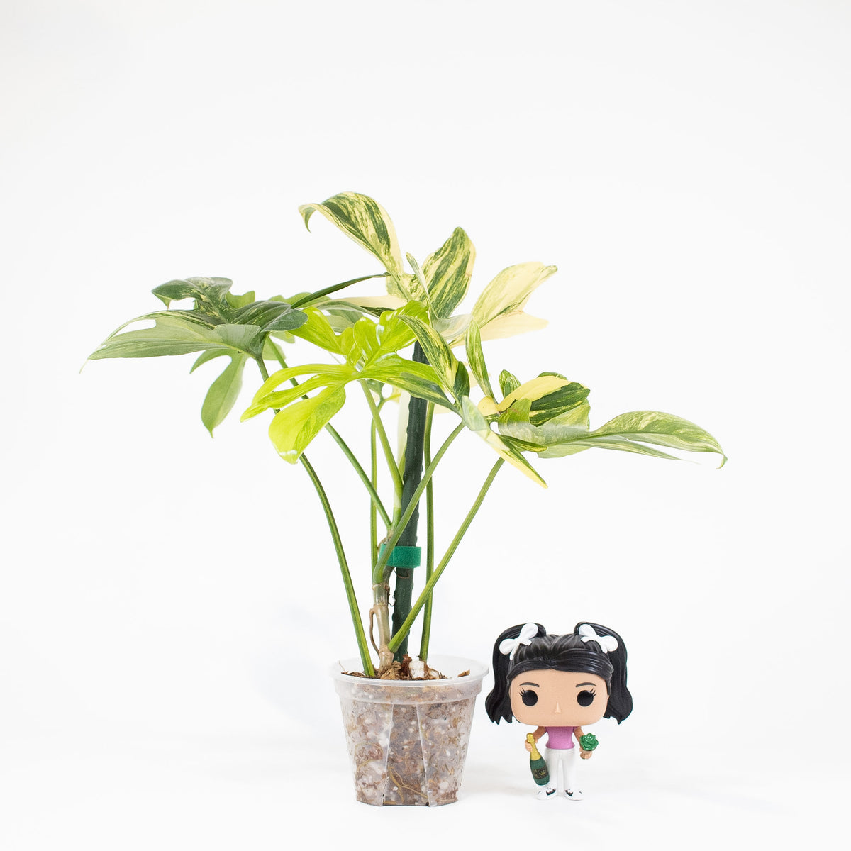 Philodendron Pedatum Variegated *Growers Choice*