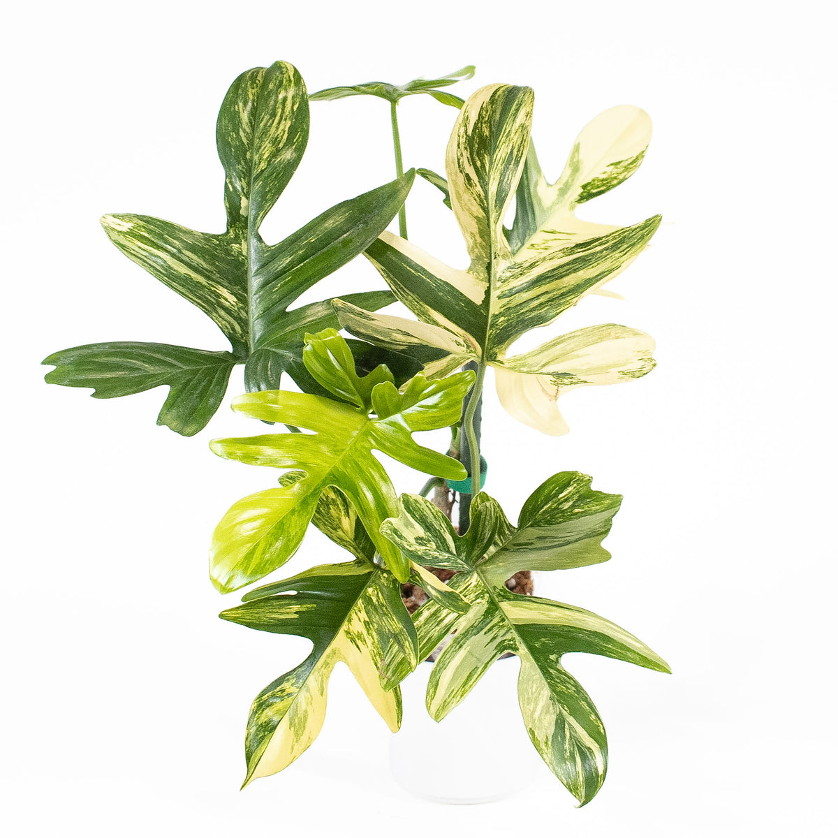 Philodendron Pedatum Variegated *Growers Choice*