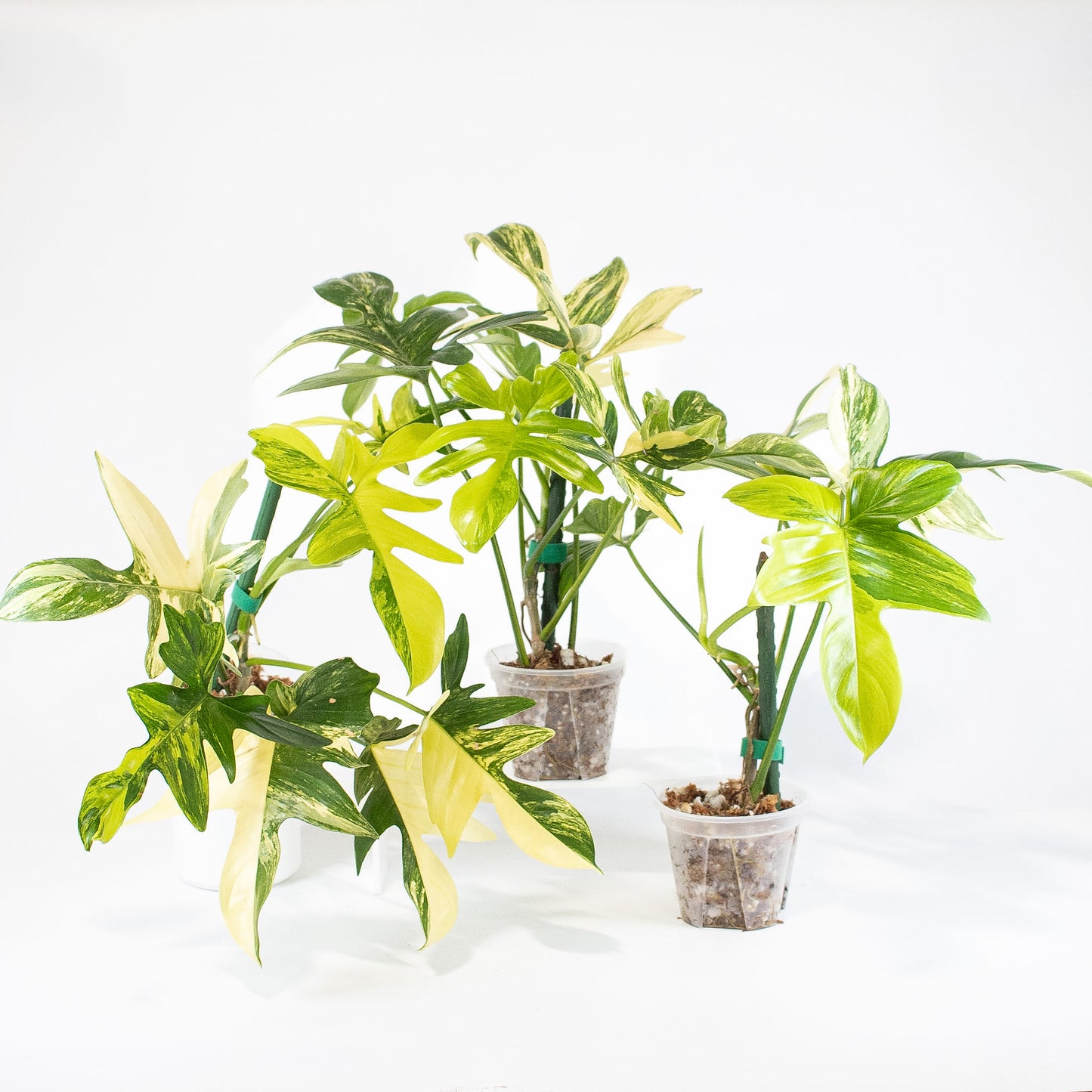 Philodendron Pedatum Variegated *Growers Choice*