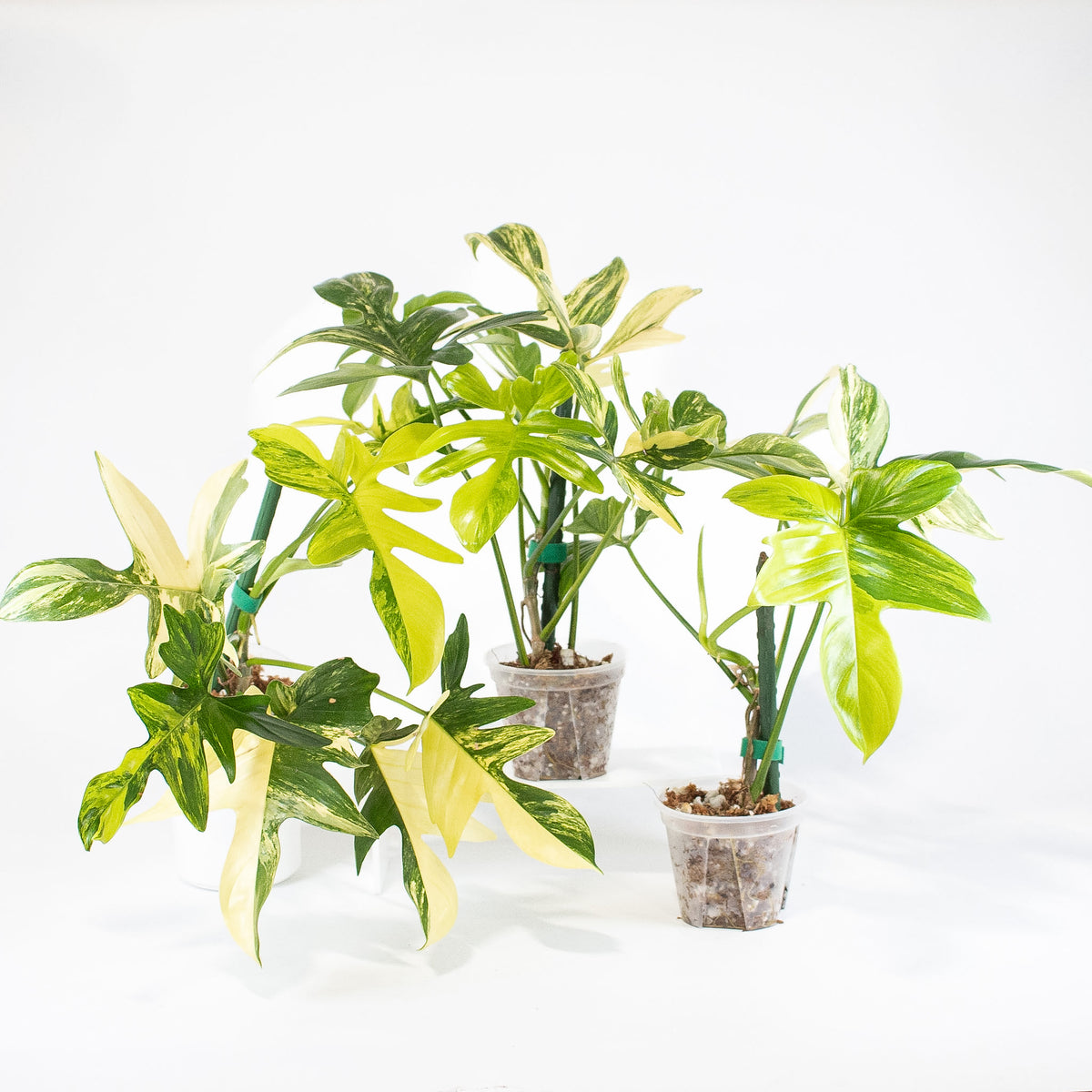 Philodendron Pedatum Variegated *Growers Choice*