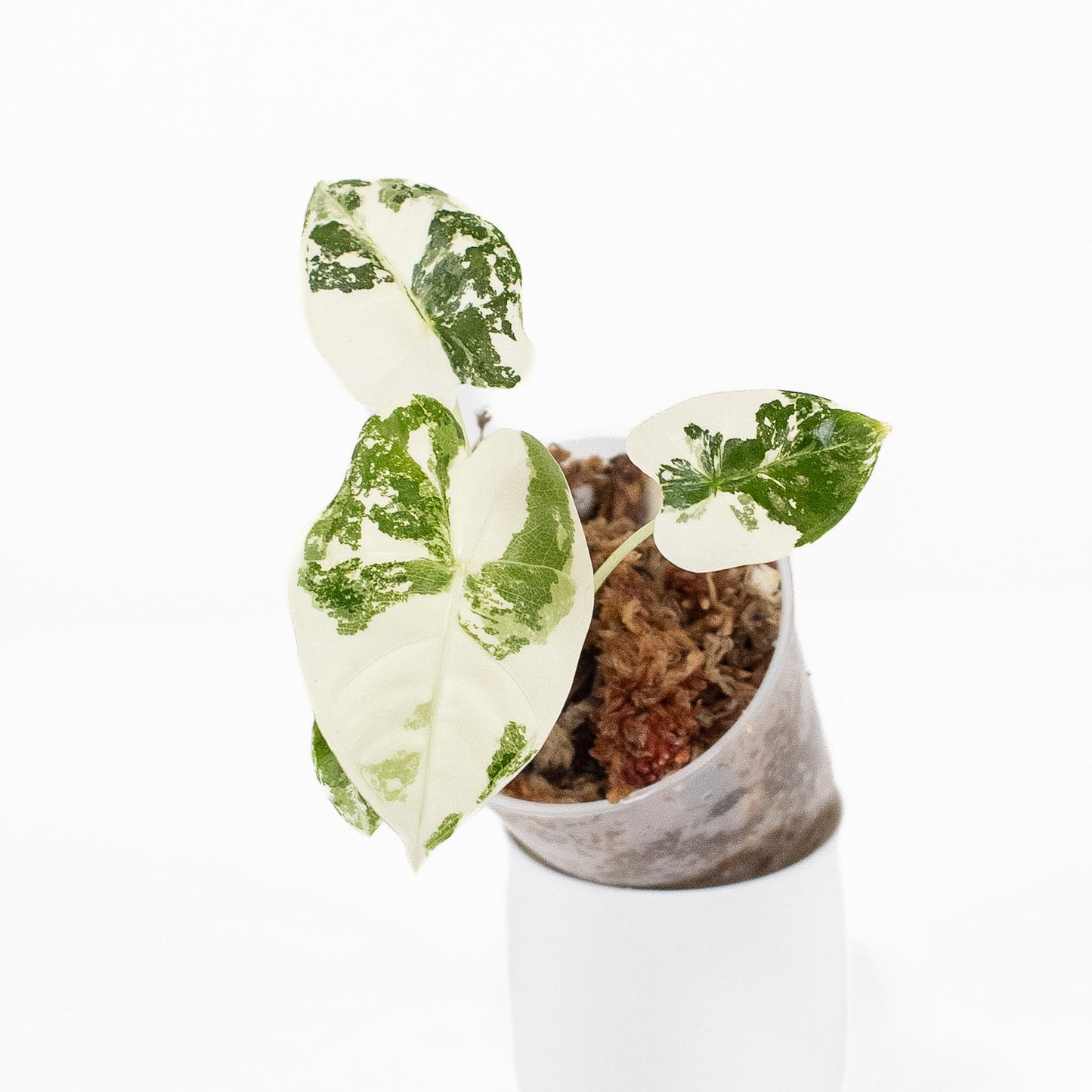 'Alocasia Frydek' Albo Variegated *Growers Choice*
