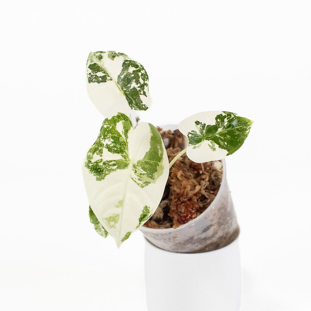 'Alocasia Frydek' Albo Variegated *Growers Choice*