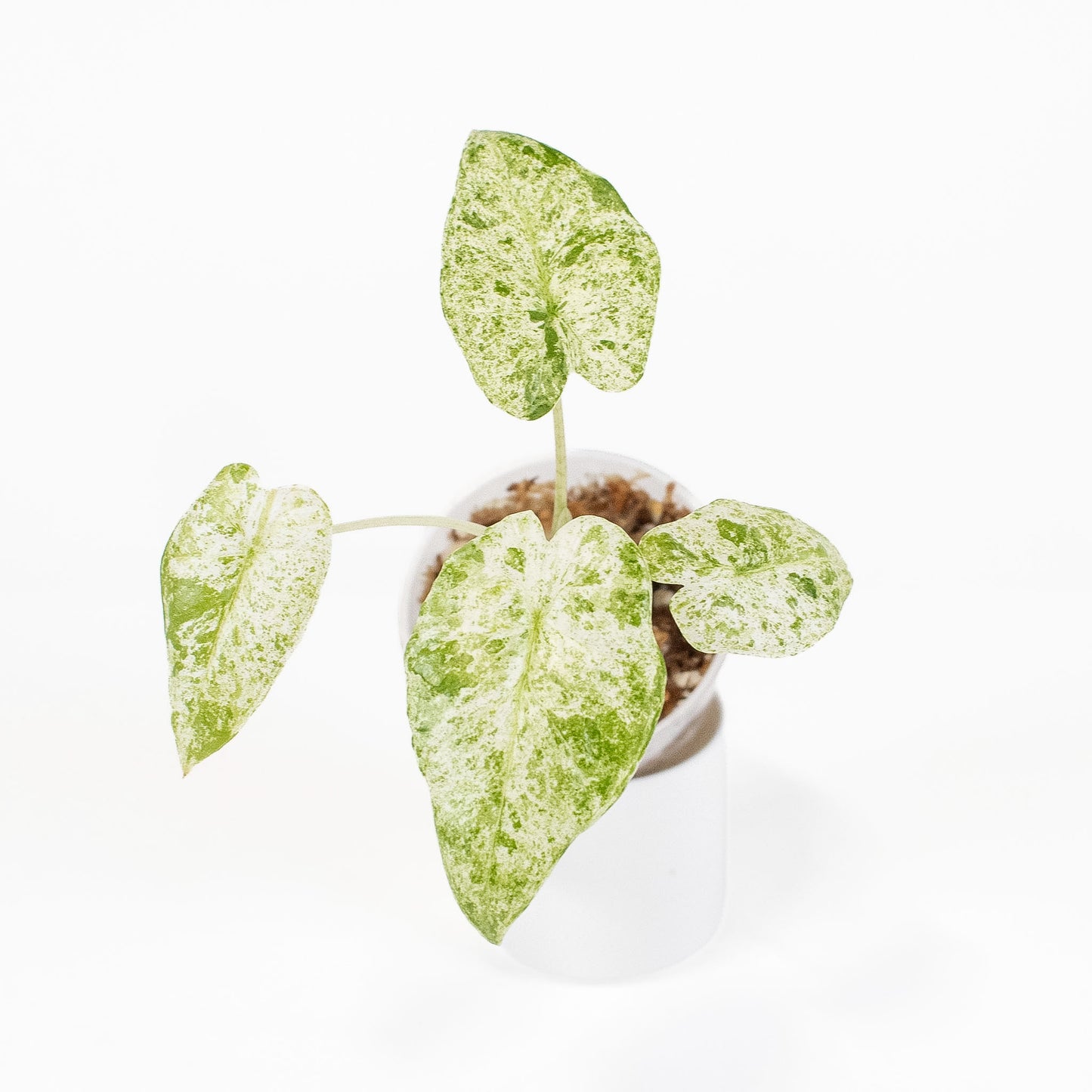 Alocasia Macrorrhiza 'Camouflage' Variegated *Growers Choice*