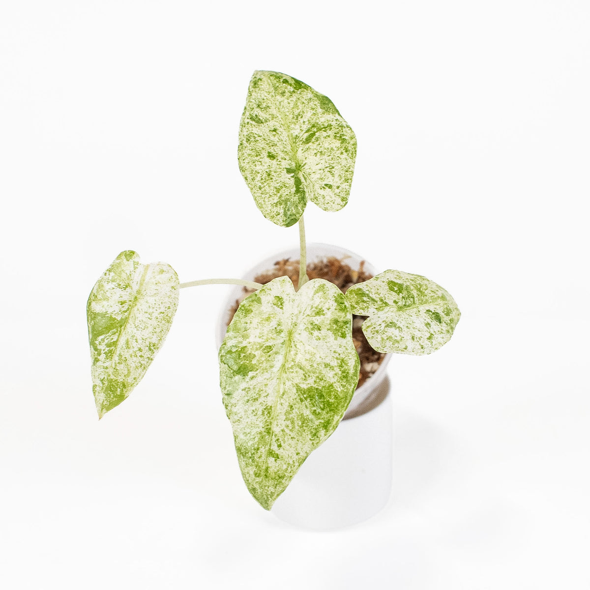 Alocasia Macrorrhiza 'Camouflage' Variegated *Growers Choice*